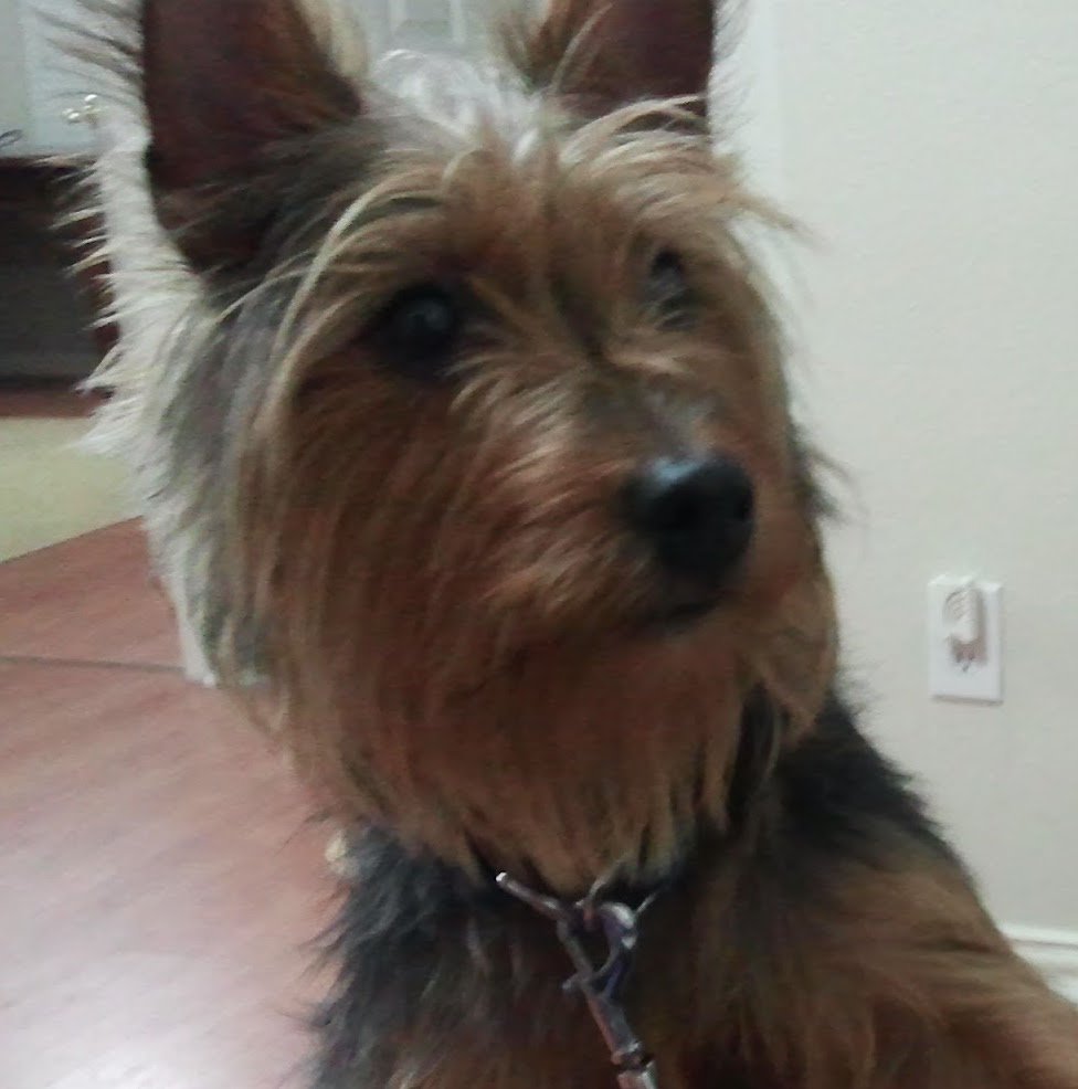 PheebsPups's tweet photo. Rainy morning here. Let's cheer up with a cute dog pic. (DM me if you're interested in adopting!) https://t.co/IQqrQKnTbp
