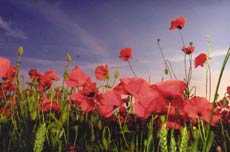 ReaysCityHopper's tweet photo. We would like to invite all our passengers to observe 2 mins silence with us this morning at 11am #TWOMINUTESILENCE https://t.co/KUZ45xnAHs