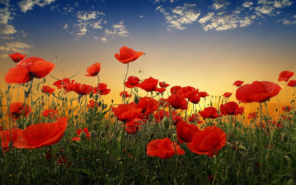 We'll be observing the 2 minute silence today at 11am to remember &amp; honour those who paid the price for our freedom