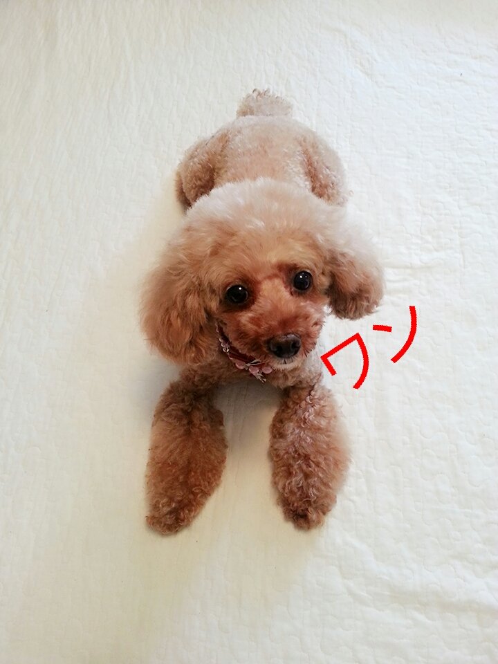 p_ichi tweet picture