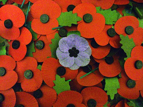thebestofhgate's tweet image. Did you know you can wear a red, white or purple #poppy today on #Armisticeday?   ow.ly/UvAUz