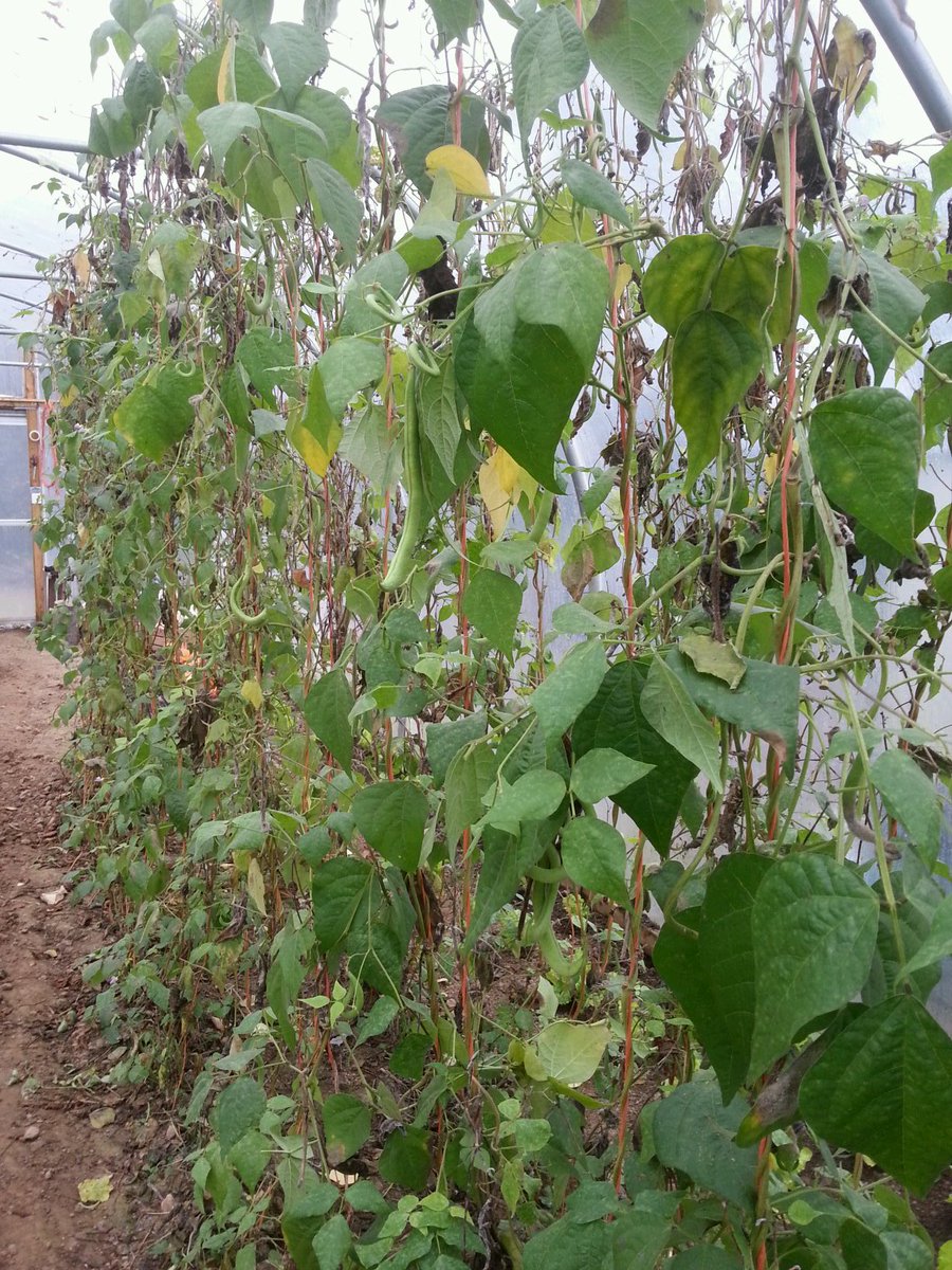 vegieguy's tweet photo. picking our french beans every week since july 20 at @waterfordit in @giyireland s market garden #bestyield ever https://t.co/5WtdK9sVew