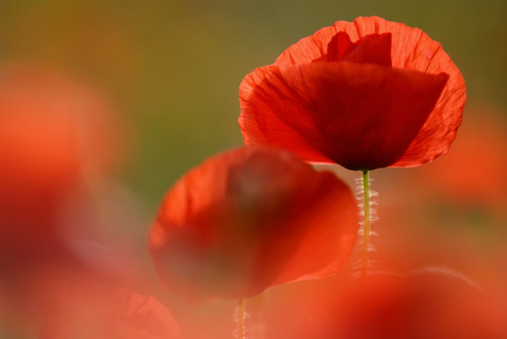 nationaltrust's tweet image. We will remember them.