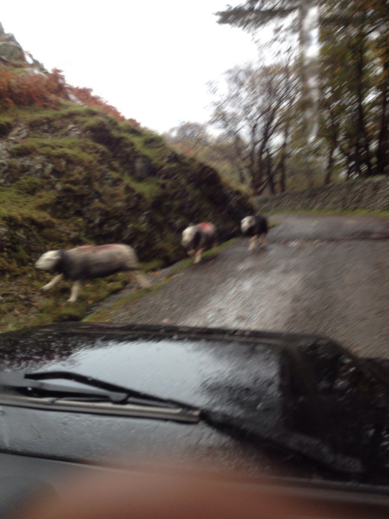 Held up by herdwicks! Only in the Lakes. #tipi #wedding