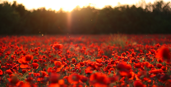 Habbo's tweet photo. Today we're remembering the men and women who gave their lives in the two World Wars. #RemembranceDay #ArmisticeDay https://t.co/AhMoXVtsmG