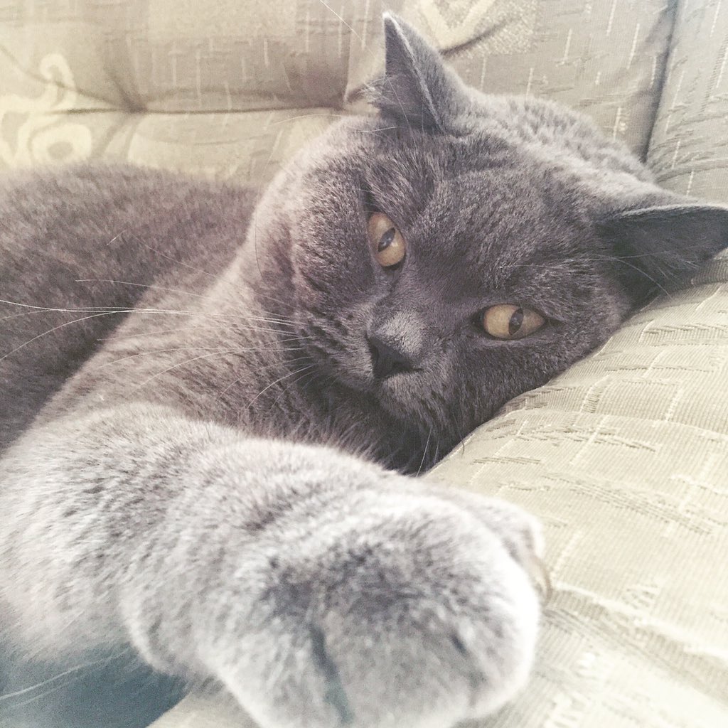 magda_siwik's tweet image. Puszek Okruszek #PanKot