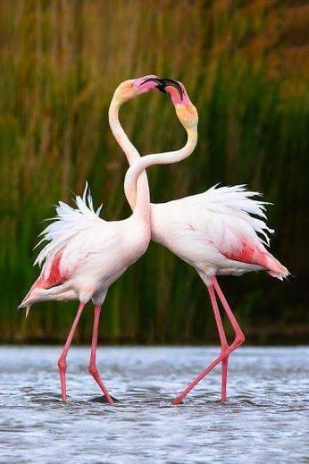 Брачные танцы животных. Розовый Фламинго птица. Обыкновенный Фламинго. Розовый Фламинго любовь розовый Фламинго любовь. Розовый Фламинго брачный танец.