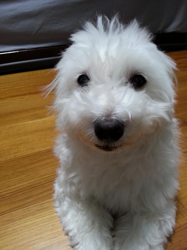 #김데일리 Daily Namjoon on Twitter: "BTS' Dogs name: RM- Rap mon/Monie Jin