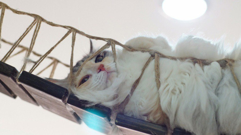sh4cats's tweet photo. Just hanging out at the #Singapore #Cat Museum https://t.co/eH3ciWTFJ3 via @mashable https://t.co/eDss1cKfM5