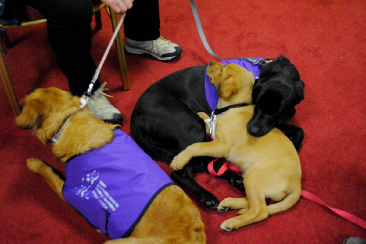 assistancedogsni tweet media