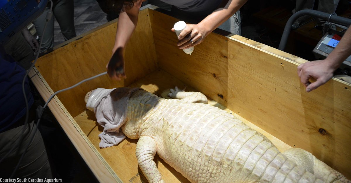 Discovery's tweet image. Meet Alabaster, one of only 50 albino alligators in the world &amp;gt;&amp;gt; dsc.tv/UwnLM