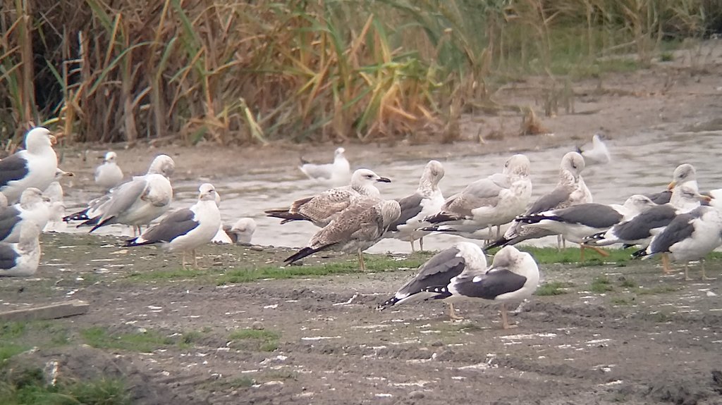 saloplarus's tweet photo. Albert VL/Albion landfill, been here an hour now. 3ad, 3cy & 2 1cy #CaspianGull so far... #cachfall @RareBirdAlertUK https://t.co/bN1Djm0l8Z