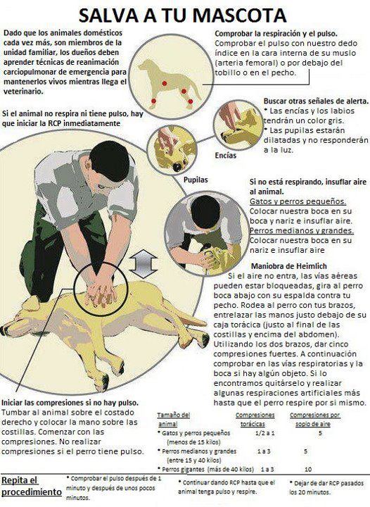Conocer la  RCP puede salvar la vida tanto a humanos como a mascotas. Instrúyete, todos te lo agradeceremos.