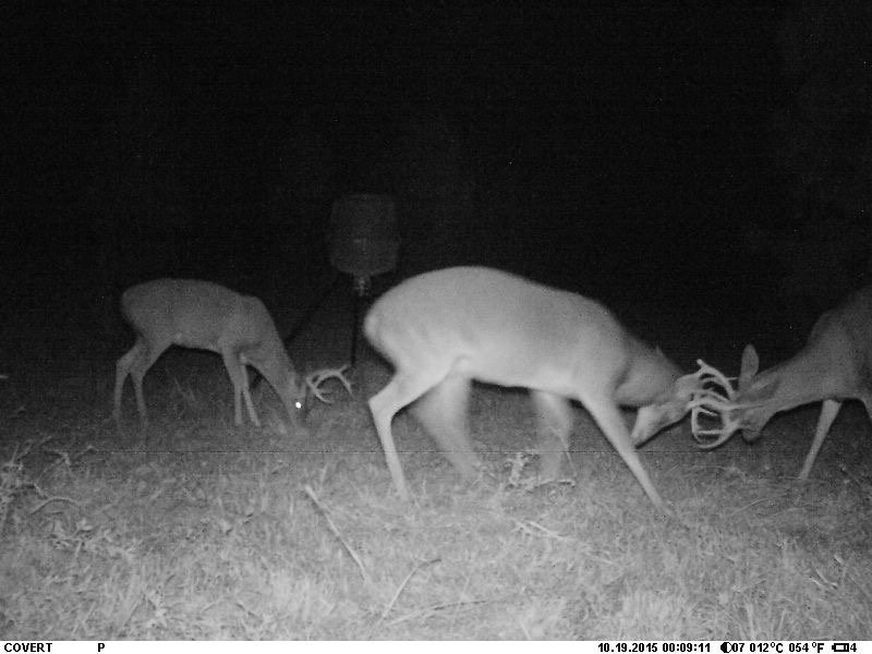 There not fighting over the feeder.