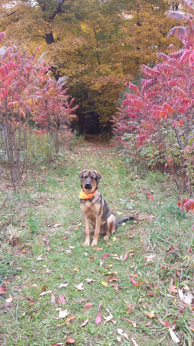 FranPirrie's tweet photo. #iAdopt https://t.co/wPr7OAgm5T