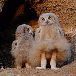 ワシミミズクの足の毛が剥げちゃってるよ!