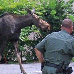 masslivenews's tweet photo. Should Massachusetts moose roam free? https://t.co/wSocmGEUCP https://t.co/WCg5K5UGL5