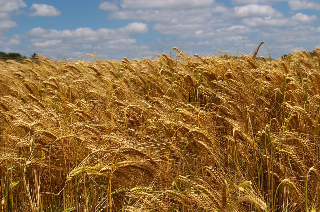 OfJospeh's tweet photo. PSA: remember to start saving all of your grain! 7 years can really #FlyBy and the next 7 will be a #Famine https://t.co/jTEj07xSvK