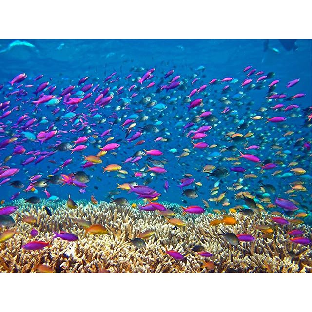 PADI's tweet photo. A pretty picture from #PapaNewGuinea - taken by 'robbfish'. See https://t.co/7zgBtJxo5p for more daily pix. https://t.co/Kamizjhybt
