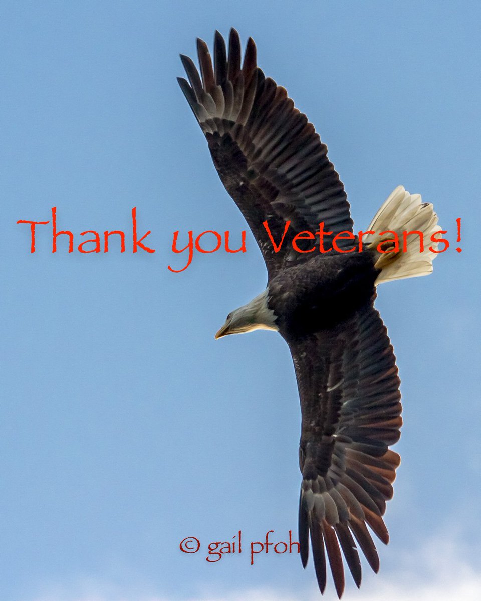 GailPfoh's tweet photo. #thankyouveterans #GoNAVY #baldeagle #raptor #letfreedomring #pfohtobypfoh https://t.co/G7K3K0JZgI