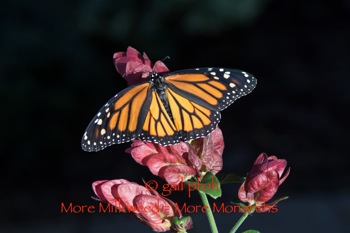 GailPfoh's tweet photo. @milkweedbuzz still raising Monarchs on #ameliaisland #savethemonarch #lessmilkweedequalsmoremonarchs #nopesticides https://t.co/xVhEJekxgC