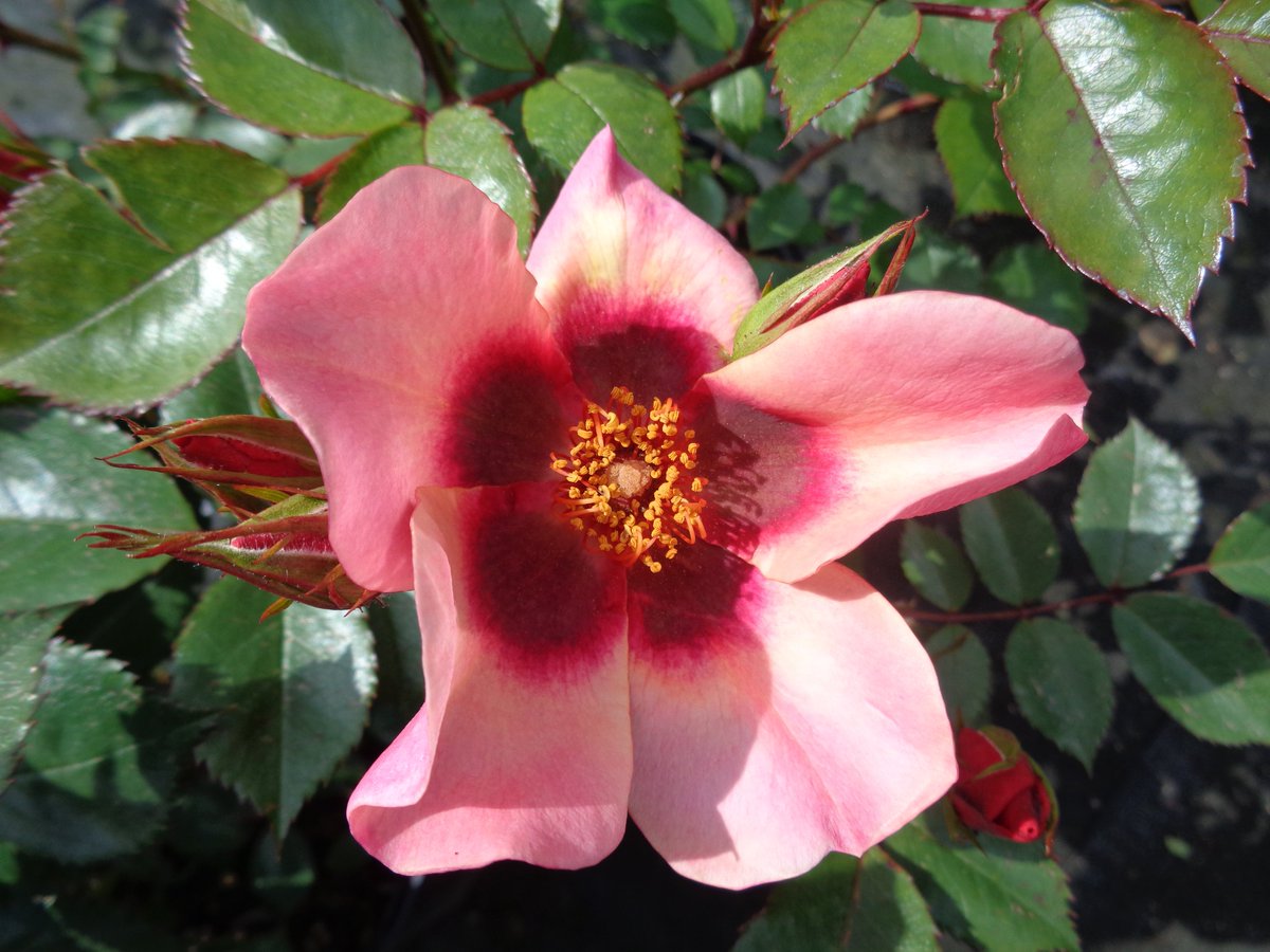 WychCrossGC's tweet photo. a James Bond rose? It has to be 'For your eyes only' https://t.co/UsZeTZUaUJ
