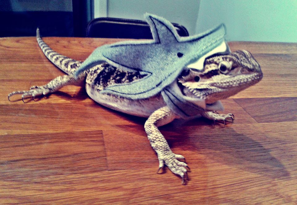 MonsterTrims's tweet photo. Keef the beardie in a shark outfit by us here at monstertrims #Beardedragon #shark #fun @MonsterTrims @REPTILESMag https://t.co/KybtNChDbV