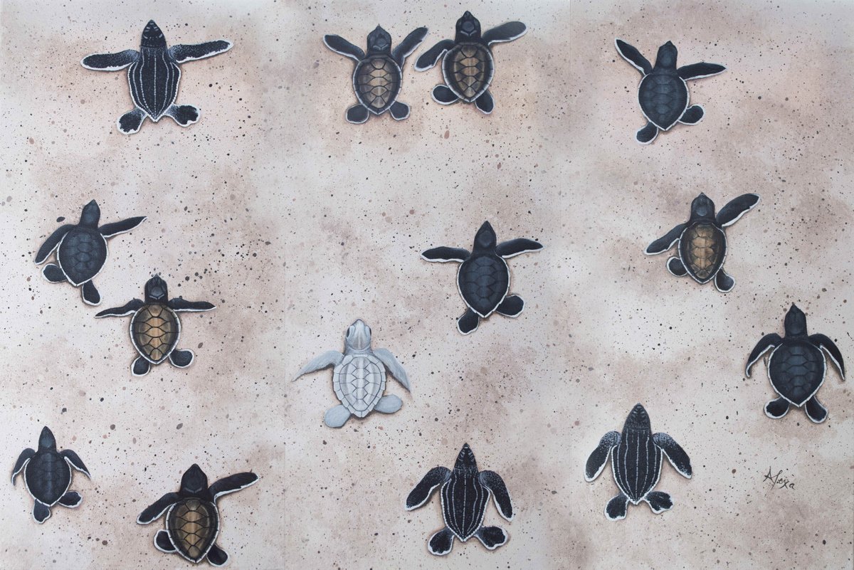 SeaturtleAlexa's tweet photo. Beach full of baby Sea turtles! https://t.co/5ojHQqMm8f