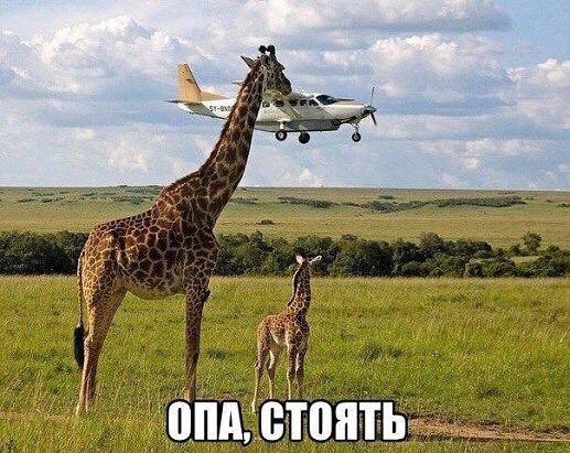 Удачный кадр! #юмор #приколы #анекдоты #ржачь #тонкий_юмор #улётный_юмор #демотиваторы