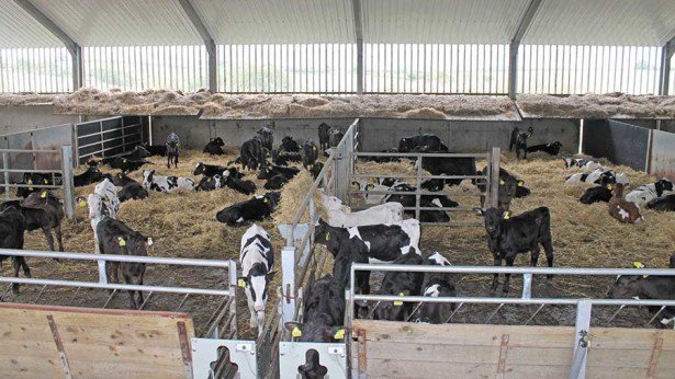 FarmersWeekly's tweet photo. . @BladeFarming calf rearer Sarah Whiting shares her secrets to successful calf rearing https://t.co/YVSRdSX108 https://t.co/1vsPlbQXtS
