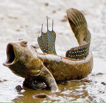 SamMaluck's tweet photo. "Oooo look at me! I'm gonna go roll in the mud!" -said the Mudskipper #NemoReference @AvonZoology https://t.co/Oqfar4ncSY