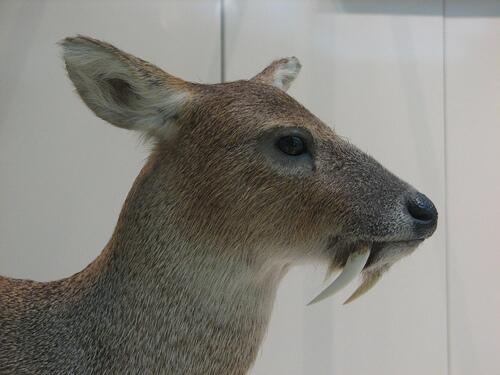 Strange_Animals's tweet photo. Water deer or vampire deer have no antlers &amp; a pair of prominent tusks. They are found in China &amp; Korea. https://t.co/WpOuXYehfq