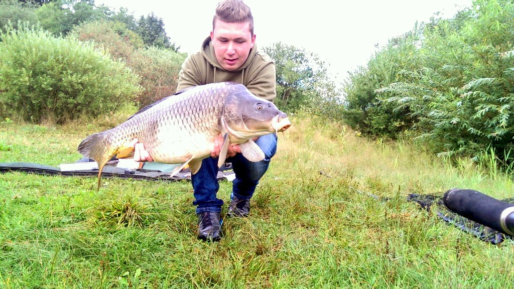 timlay98's tweet image. Beautiful common carp #oncarp