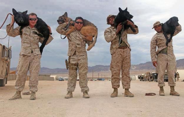 Thank you  2all #Veterans including #dogs who honorably served &amp;risked their lives 4us. #loyalty #MWD #VeteransDay