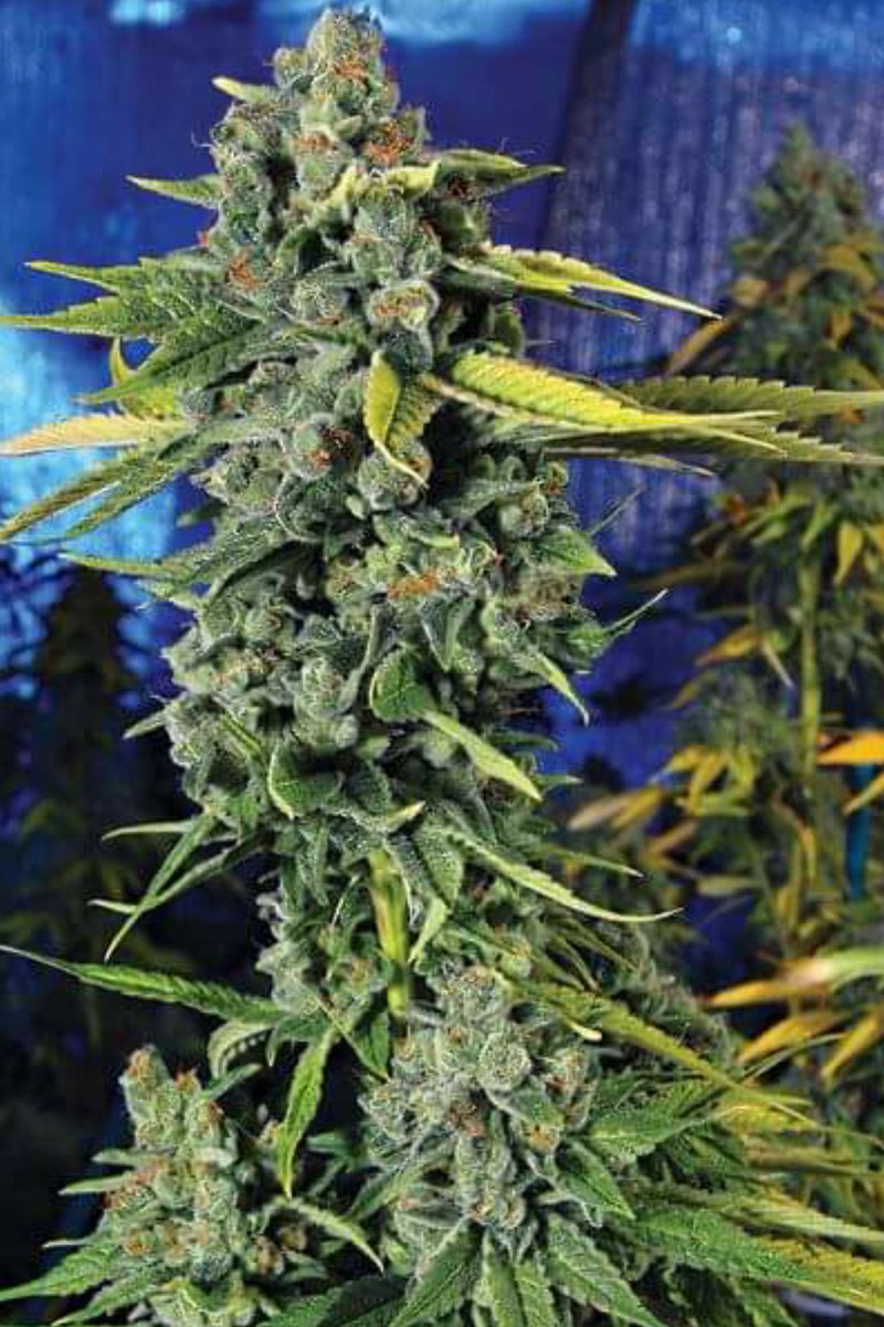 jdogg2979420's tweet photo. #Wcw Alwayz #MaryJane #StayLifted https://t.co/ZEq1LleRxW