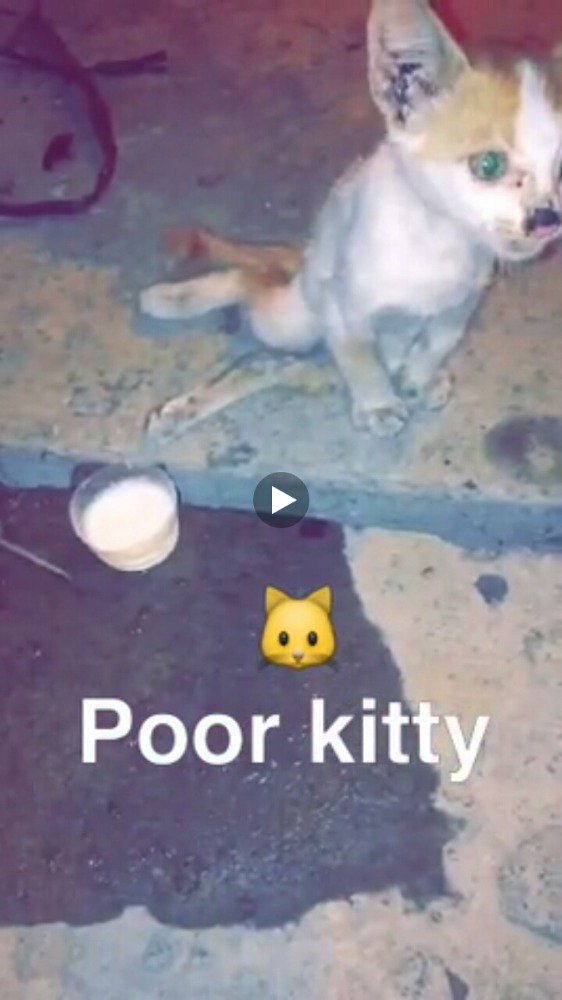 getatatum's tweet photo. Please help her... di temukan kakinya patah tdk bs jalan @ADefenders https://t.co/BUv0PsiAxX