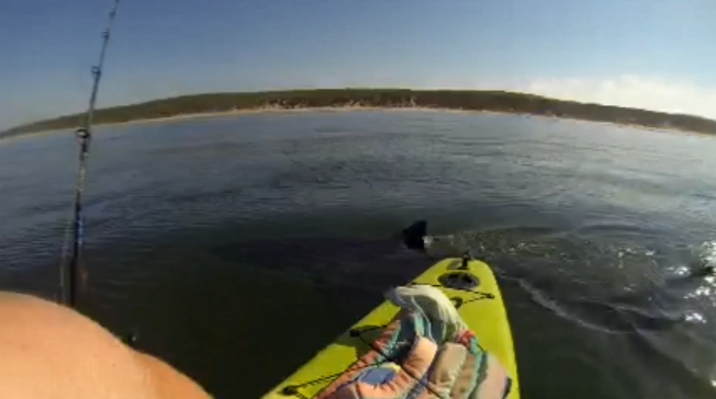BoxfishZA's tweet photo. Kayak fisherman will never forget his scary fishing trip #BoxfishZA #KayakFishing #Kayak https://t.co/TG1YybaF2S https://t.co/35Ouiu86qb