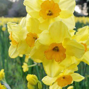 CalBulbs tweet picture