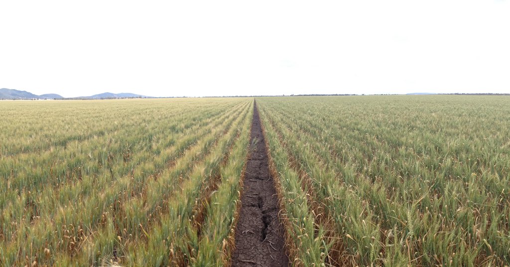 ONUS_Agronomy's tweet image. Weetbix and pasta #paddockpride