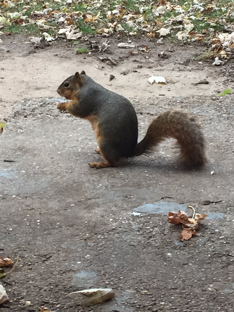 JoziMarie's tweet photo. I made a friend today. #Squirrel https://t.co/cITWB7qq64