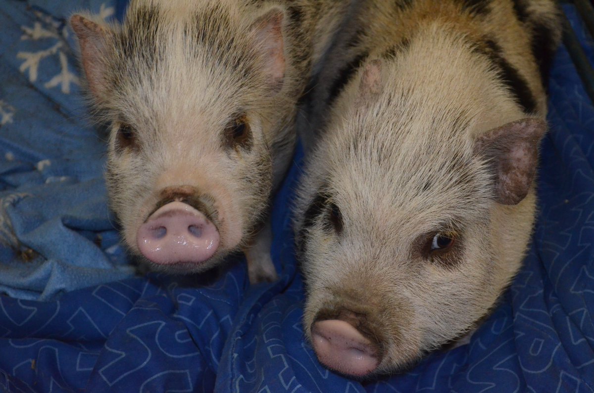 RossMillFarm's tweet photo. 1 cute baby + 1 cute baby = 2 too cute babies!!  #love #piglet #potbelliedpigs #sweet #babies #oink #heartsonnoses https://t.co/o3SHfuixNs