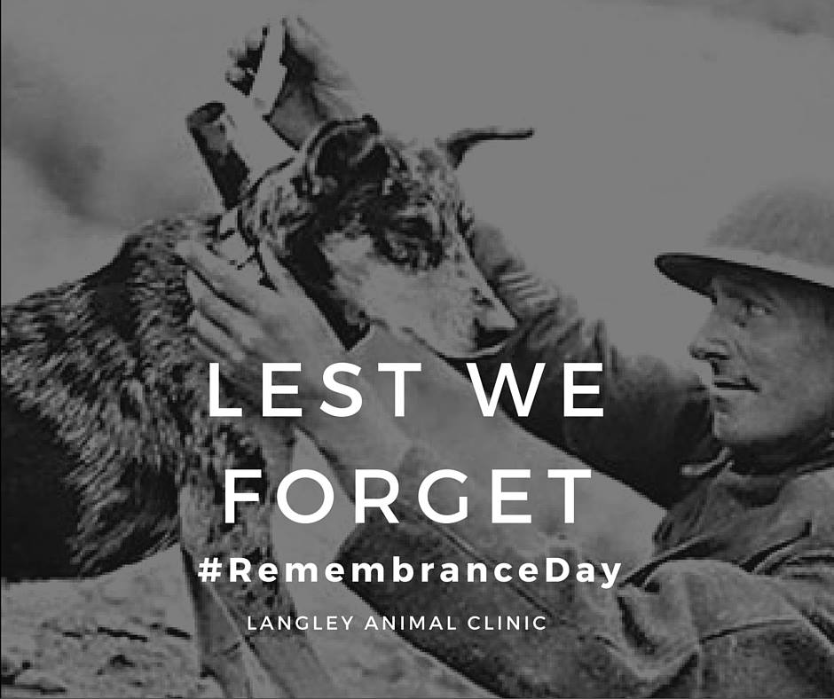 langleyanimal's tweet photo. #RemembranceDay  Their courage, service &amp; sacrifices should never be forgotten. https://t.co/M7gCjAUSnF