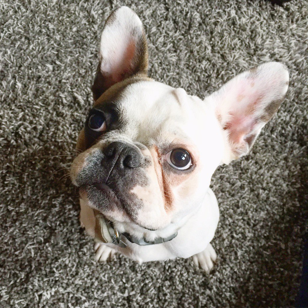 CarterJoshuaR's tweet photo. Fonzy the Frenchie (IG: @fonzy_the_frenchie) needs @gwenstefani's new @Petco line. All of it. He is a bad ass. https://t.co/KMCWHQw7wH