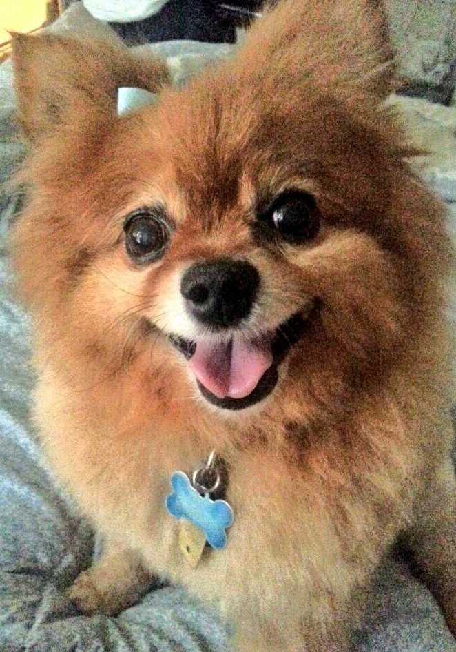 DjangoRapp's tweet image. @maggy_bogacz Mom&apos;s dog b4 me, passed 9/14 aft 14yrs of LOVE. She still cries. My bro got me 2 help w/the the pain.
