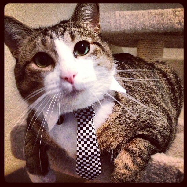 CTaulb15's tweet photo. @Jenna_Marbles #MontyForPresident2016 https://t.co/1z56wSX05T