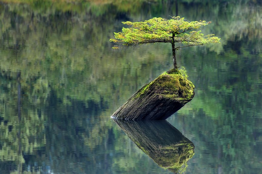 A small tree on a log, in a lake. #Ecology #renewables