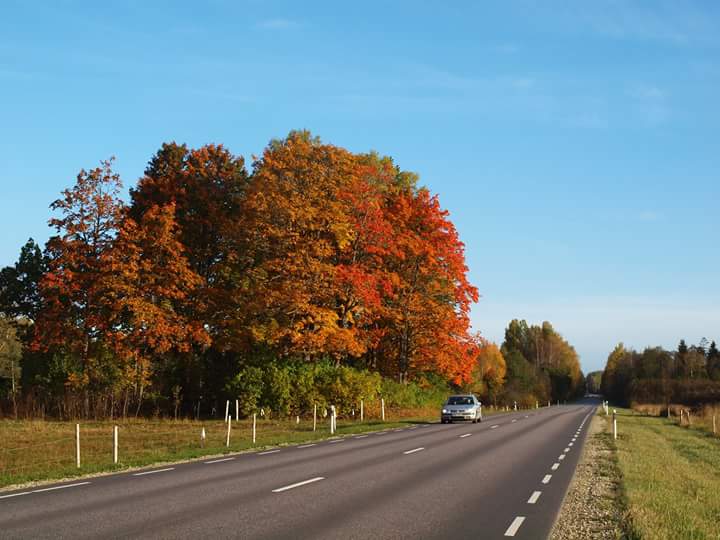 Shreiner Tree Care tweet media