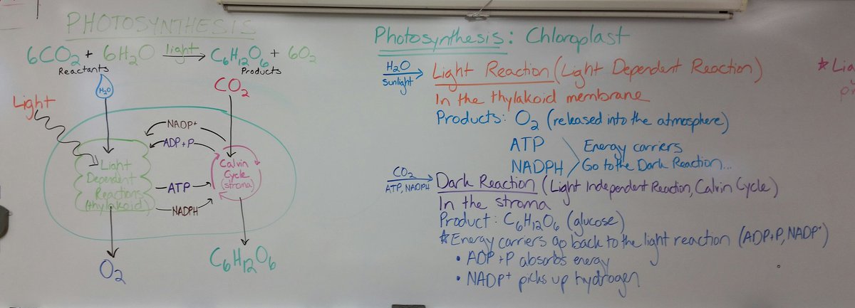 CFCoachBA's tweet photo. ICYMI: #Bio Photosynthesis review. I have an Expo marker problem 😳 #colorcodedeverything https://t.co/vnkzb3zr38
