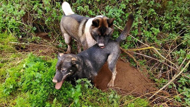 The_Dog_Trainer's tweet photo. Have you seen these dogs missing from Ross please share https://t.co/lAiF7anApc