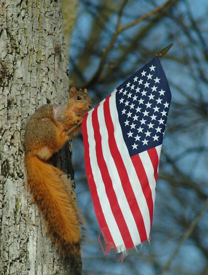 ISUSquirrels's tweet photo. Thank you to all our human friends who served our country #VeteransDay https://t.co/cPubswvAJc
